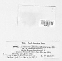 Uromyces dactylidis image